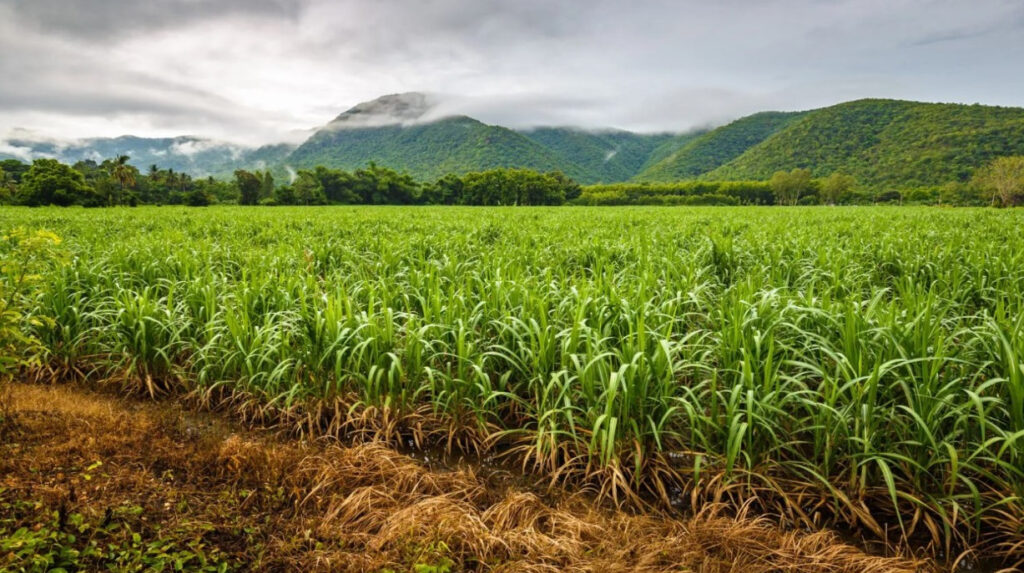 Sugarcane Varieties: शरद कालीन में गन्ने की इन पांच किस्मों की खेती कर कमाएं अच्छा  मुनाफा, उत्पादन 34 टन प्रति एकड़
