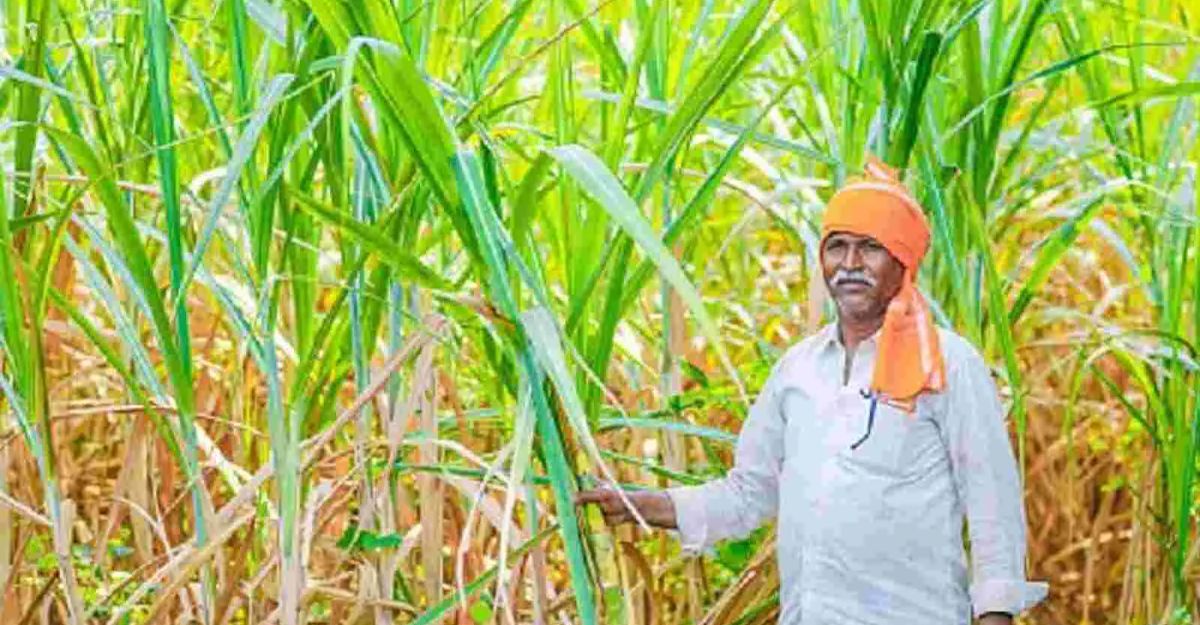 Agriculture News: किसानों के चेहरे पर फिर से खिली मुस्कान: गन्ने की फसल में कैंसर रोग का अंत नजदीक