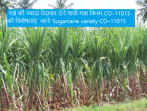 गन्ने की ज्यादा पैदावार देने वाली गन्ना किस्म CO–11015 की विशेषताएं जानें:Sugarcane variety CO–11015